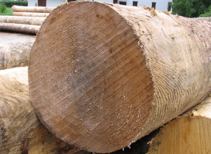 Montorso per un giorno capitale dell’industria del legno