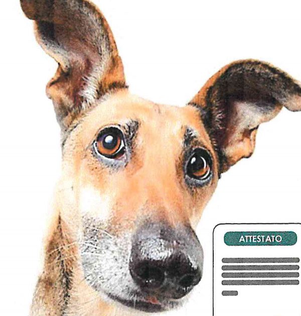 Corso di formazione per proprietari di cani e per l’acquisizione del “patentino”